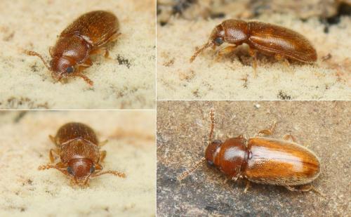 Réf. 182 200 : Cryptophilus sp.